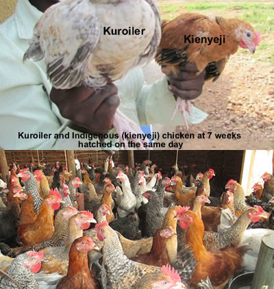 Pure kienyeji compared to Improved Kienyeji Chicken