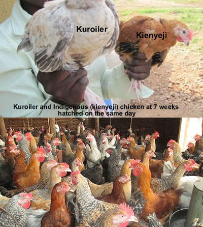 Pure kienyeji compared to Improved Kienyeji Chicken