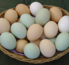Kienyeji eggs for consumption and fertile hatching eggs