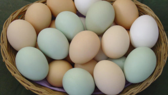 Kienyeji eggs for consumption and fertile hatching eggs