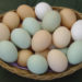 Fertile Hatching Eggs