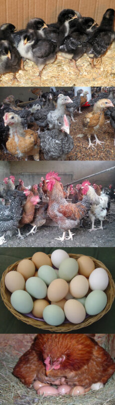 homeimage Ziwani Poultry Farming in Kenya