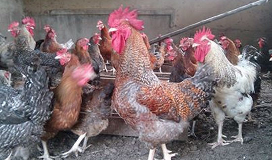 Ziwani Poultry Farming in Kenya