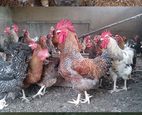 Ziwani Poultry Farming in Kenya