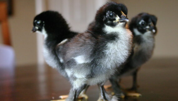 KARI Improved Kienyeji Chicks