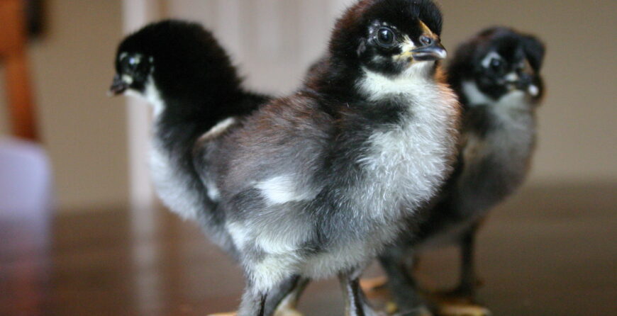 KARI Improved Kienyeji Chicks