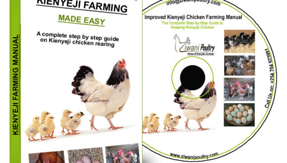 Kienyeji Chicken farming guide