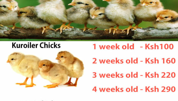 chicks price