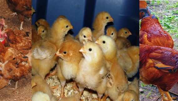 Kenbro chicks