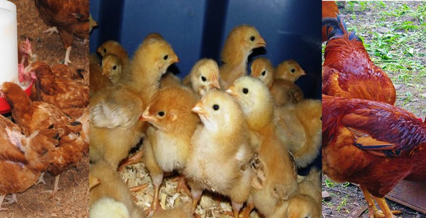 Kenbro chicks