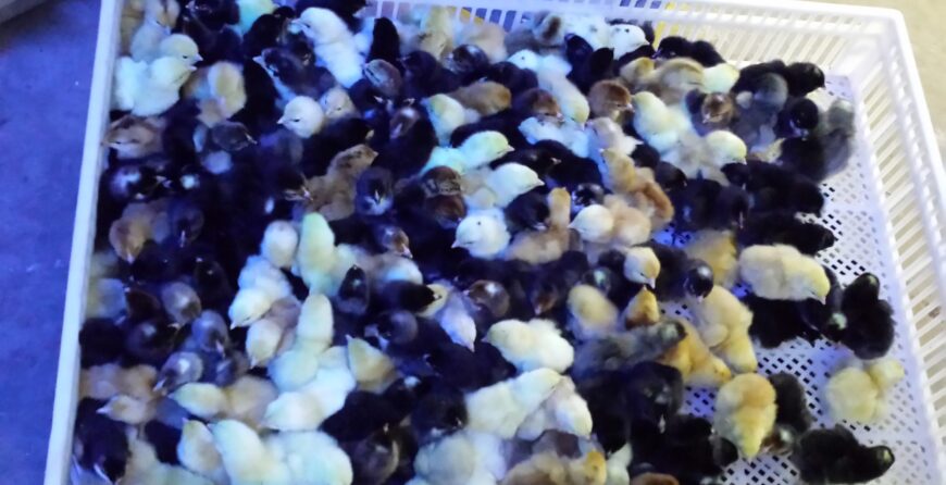 Kienyeji Improved day old chicks at ziwani poultry hatchery