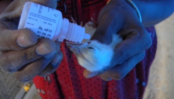 Kienyeji vaccination