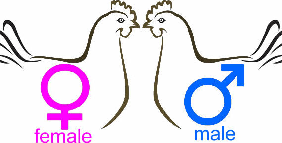 ziwani poultry chicks sexing
