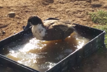 Black Swedish duck