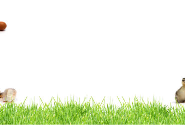 Ziwani poultry background