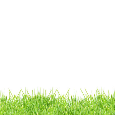 Ziwani poultry background