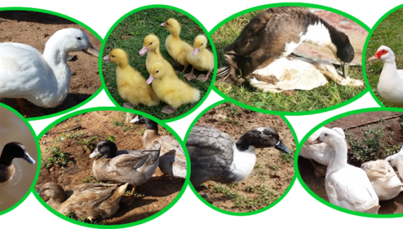 Duck Breeds in Kenya