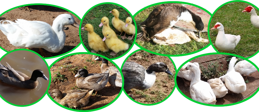 Duck Breeds in Kenya