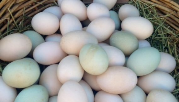 Fertile Duck Eggs