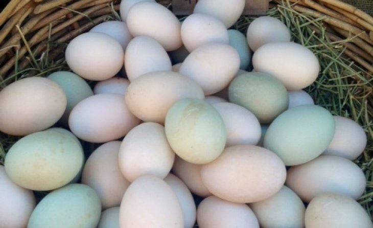 Fertile Duck Eggs