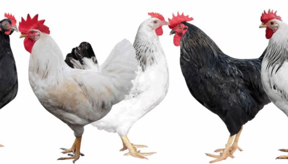 Ziwani Chicken Breeds
