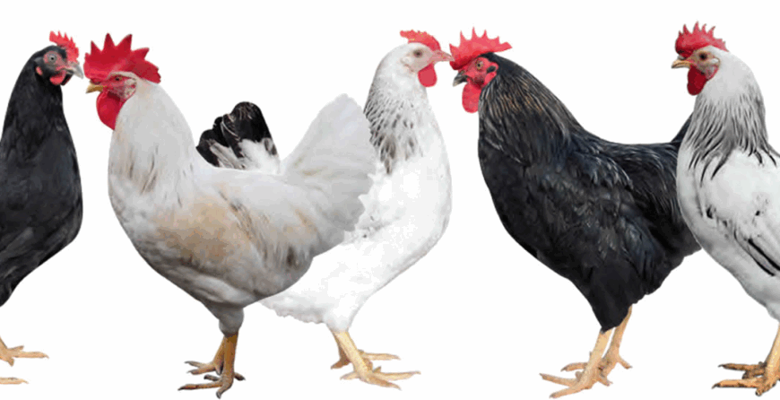 Ziwani Chicken Breeds