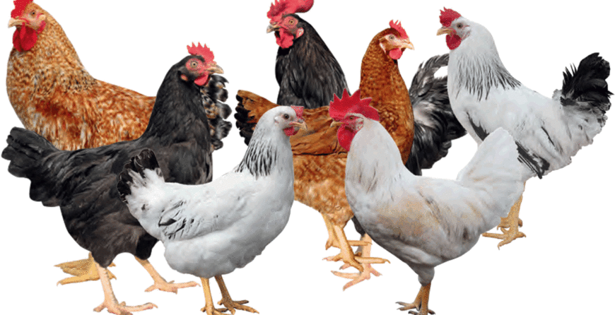 Kienyeji Improvd Chicken varieties; Kari Kienyeji Kuroiler and other chicken that can be free-range