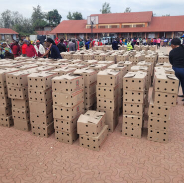Kiambu County Chicks