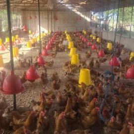 Ziwani Poultry - Hubbard Parent Stock