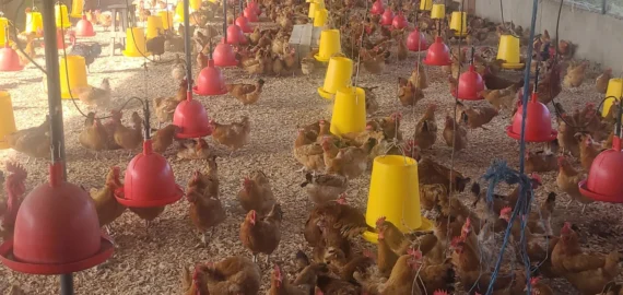 Ziwani Poultry - Hubbard Parent Stock