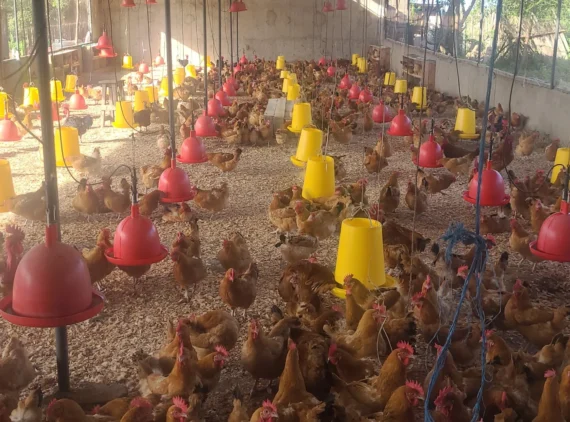 Ziwani Poultry - Hubbard Parent Stock