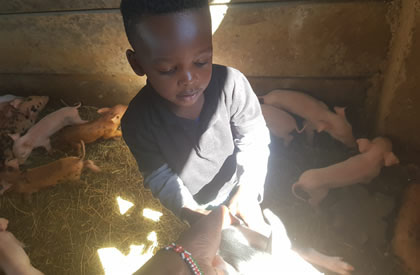 Day Old Kari Improved Kienyeji Chicks KARI chicks we sell good strong chicks. KARI chicken, kuroiler chicken are better than Kienyeji chicken, they are excellent layers. We start selling our KARI chicks at day old. F1 KARI Chicks at Ziwani Poultry Farm. Call us on 0708923991 visit our website for more information and other breeds of chicken and ducks...http://www.ziwanipoultry.com