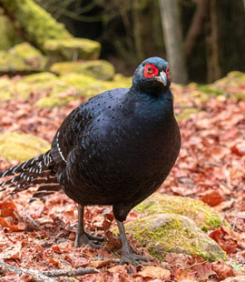 Black Pheasants Black Pheasants