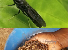 black soldior fly (bsf) larvae and fly from ziwani poultry