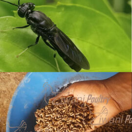 black soldior fly (bsf) larvae and fly from ziwani poultry