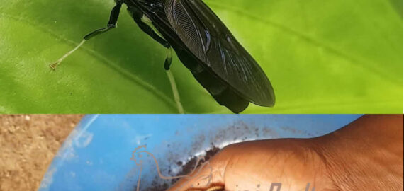 black soldior fly (bsf) larvae and fly from ziwani poultry