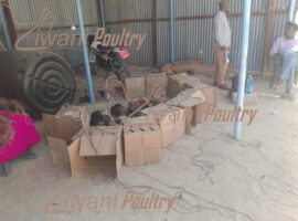 Kienyeji improved chicken delivered to World Vision in Wajir