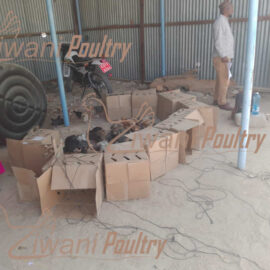 Kienyeji improved chicken delivered to World Vision in Wajir
