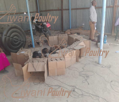 Kienyeji improved chicken delivered to World Vision in Wajir