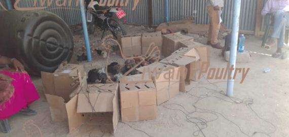 Kienyeji improved chicken delivered to World Vision in Wajir