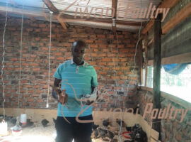Kienyeji imprved chicken delived in Korogocho, Viwandani, and Kibera by ziwani poultry to World Vision