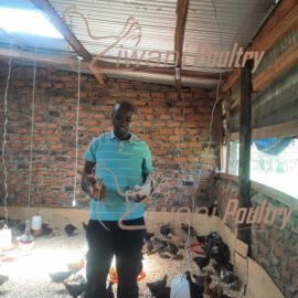 Kienyeji imprved chicken delived in Korogocho, Viwandani, and Kibera by ziwani poultry to World Vision