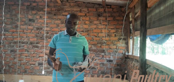 Kienyeji imprved chicken delived in Korogocho, Viwandani, and Kibera by ziwani poultry to World Vision