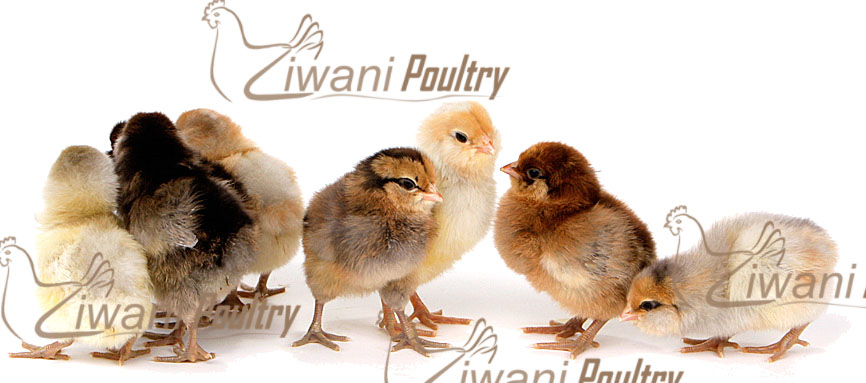 Kienyeji improved chicks at day old ready for brooder.
