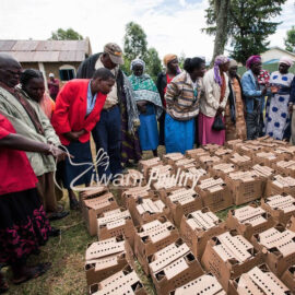 Kienyeji improved chicks delivered to One Acre Fund for their poultry farmers
