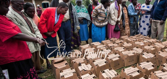 Kienyeji improved chicks delivered to One Acre Fund for their poultry farmers