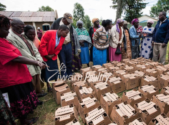 Kienyeji improved chicks delivered to One Acre Fund for their poultry farmers