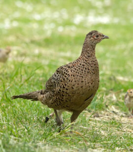 product - Ringneck pheasant chicks2 product - Ringneck pheasant chicks2