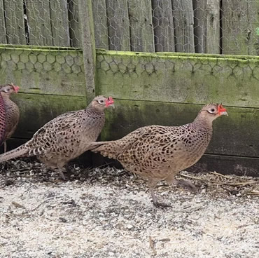 product - Ringneck pheasant female product - Ringneck pheasant female