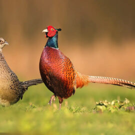 male and female ringneck pheasants on a field of grass